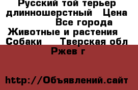 Русский той-терьер длинношерстный › Цена ­ 7 000 - Все города Животные и растения » Собаки   . Тверская обл.,Ржев г.